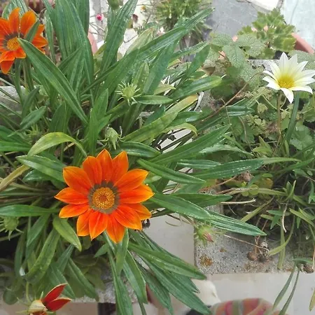 Вилла Vitoria Назаре