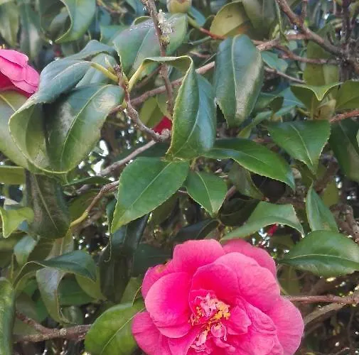 Вилла Vitoria Назаре