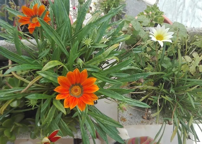 Villa Vitoria Nazaré